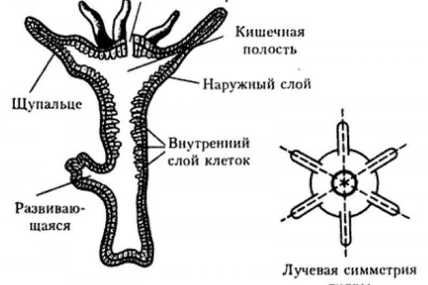 Как попасть на кракен с айфона