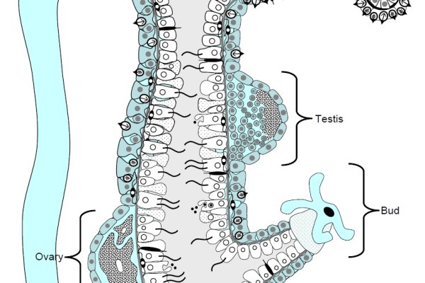 Kraken 24at